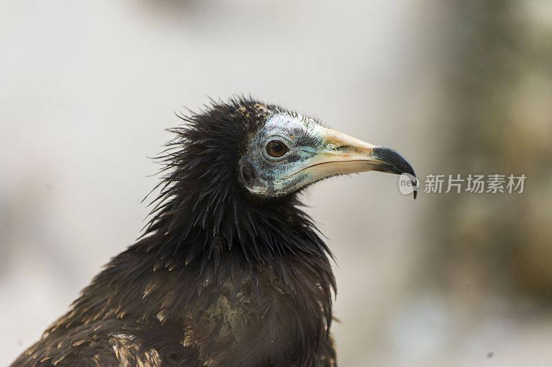 一个黑色的普通秃鹫(Neophron percnopterus)看向一边的特写